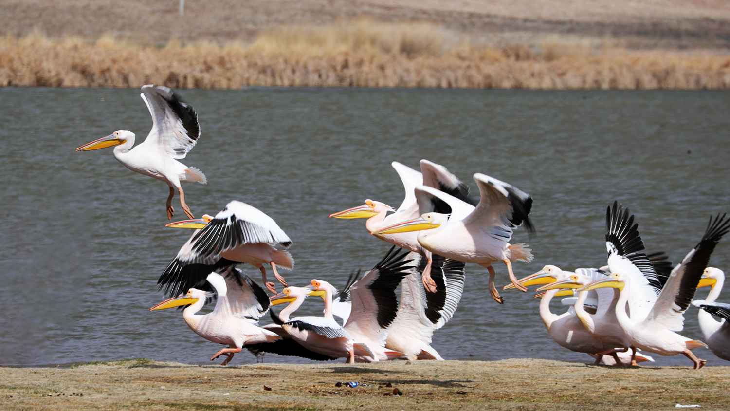 Great White Pelican
